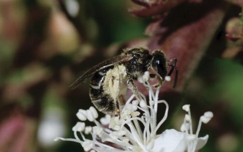 Lasioglossum sp.